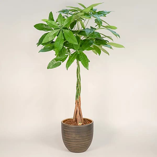 Pachira Aquatica.