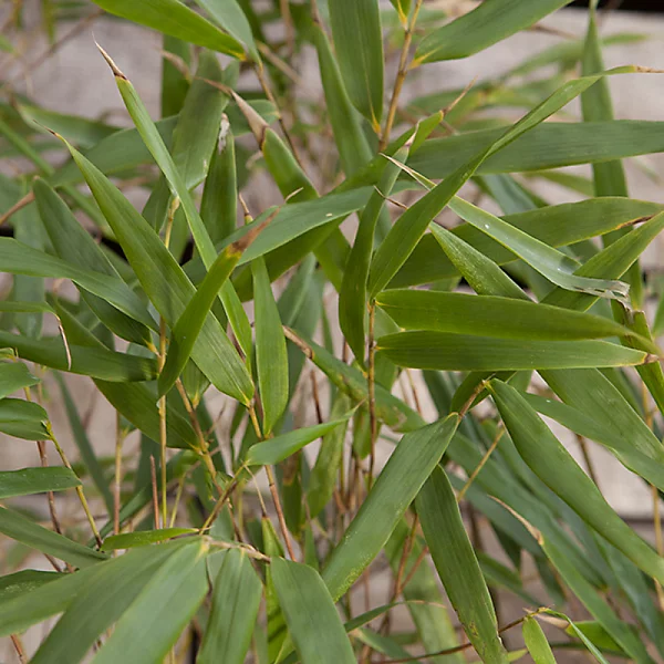 Fargesia rufa.