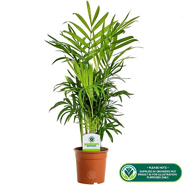 Chamaedorea Palm.
